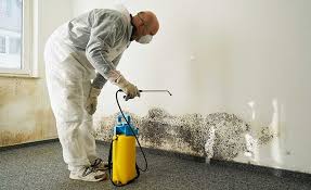 Mold Odor Removal Services