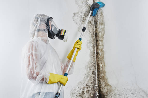 Mold Removal for HVAC Installations in South Roxana, IL