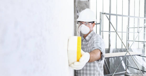 Best Basement Mold Removal  in South Roxana, IL