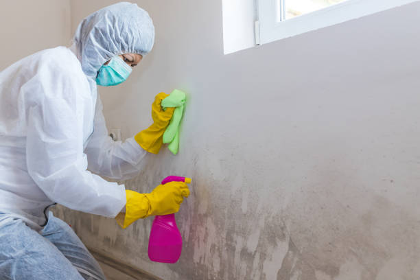 Best Real Estate Mold Inspection  in South Roxana, IL