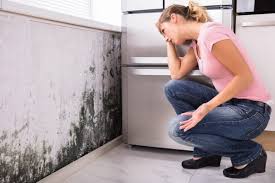 Best Mold Removal for HVAC Installations  in South Roxana, IL